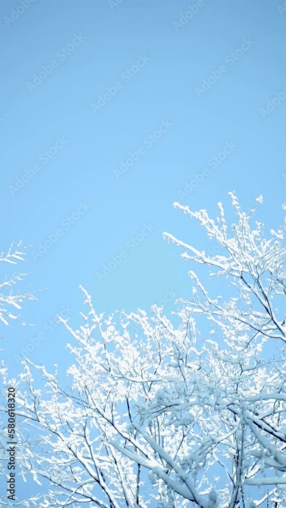 Vertical video of snow-covered icy tree branches against a blue sky on a sunny day in winter Vertical video of snow-covered icy tree branches against a blue sky on a sunny day in winter