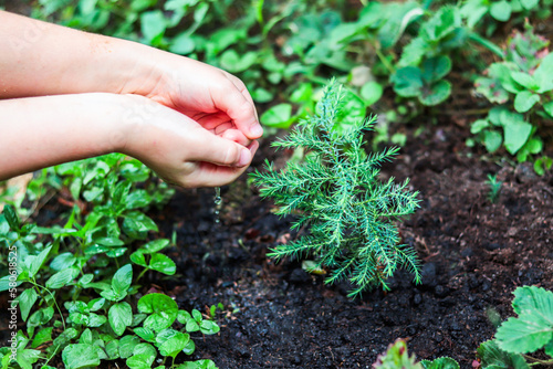 Human hands watering small green plant of tree, take care of nature. Ecology concept