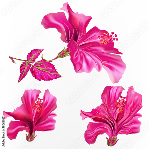 Collection of vector pink hibiscus flowers in bright colors