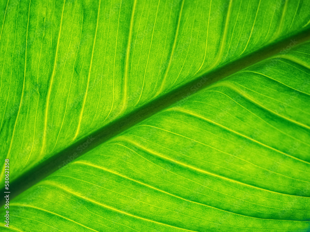 green leaf , macro view, abstract natural texture green leaf , macro view, abstract natural texture