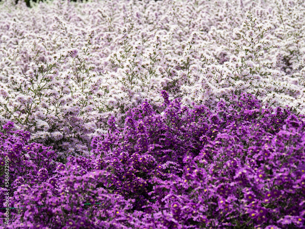 white and purple pcutter flower Shows innocence and pure honesty to loved ones. white and purple pcutter flower Shows innocence and pure honesty to loved ones.