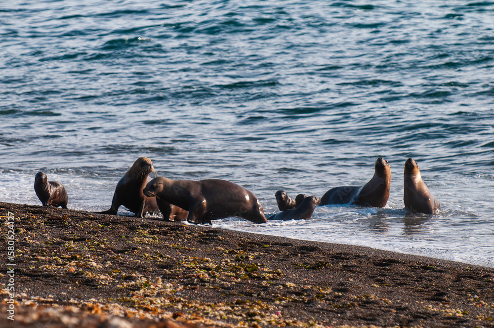 Fototapeta premium South American Sea Lion (Otaria flavescens) Female,.Peninsula Valdes ,Chubut,Patagonia, Argentina
