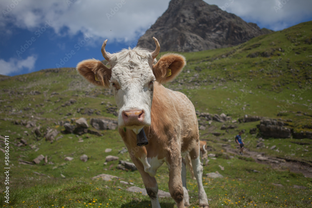 Alpen Kuh in der Schweiz mit Horn Alpen Kuh in der Schweiz mit Horn