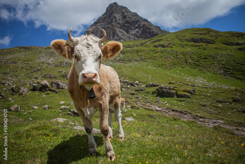 Alpen Kuh in der Schweiz mit Horn