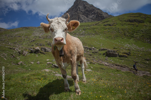 Alpen Kuh in der Schweiz mit Horn