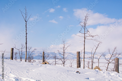 Trees on Olkhon Island near Shamanka, Baikal, Russia