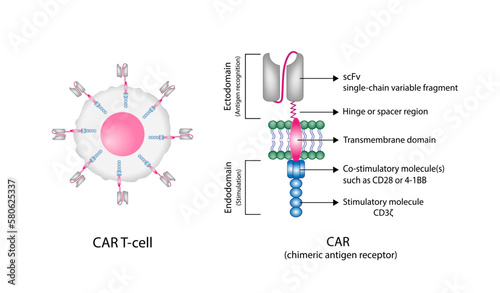 CAR T-cell therapy and Cancer treatment . Cancer therapy. CAR T cells immunotherapy. Chimeric antigen receptor T cells. T cell receptor proteins that have been engineered to kill cancer cells. Vector photo