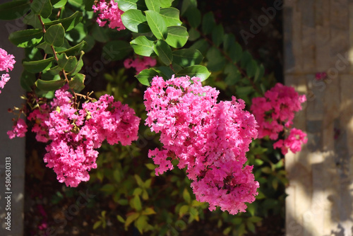 Vibrant pink flowers on Tuscarora Crape Myrtle tree in a garden. Selective focus. photo