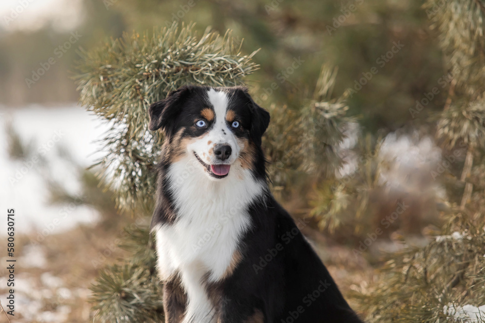 Miniature American Shepherd dog in the snow. Dog in winter landscape. Mini aussie dog Miniature American Shepherd dog in the snow. Dog in winter landscape. Mini aussie dog
