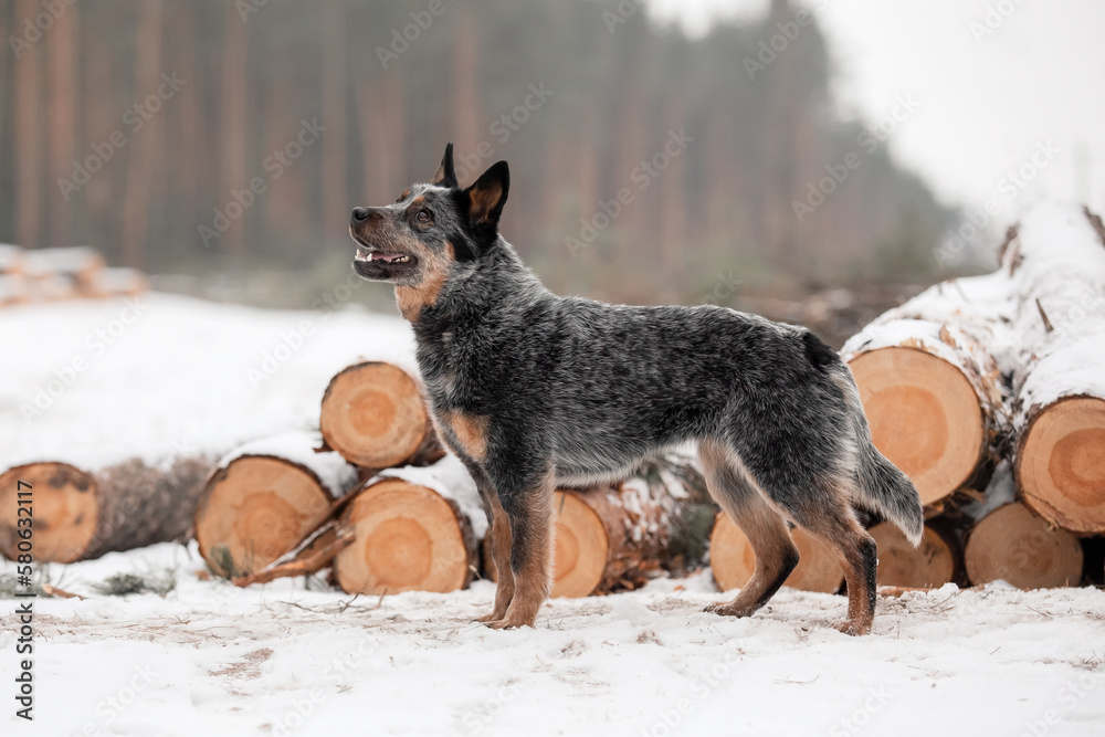 Dog having fun in winter snow. running in the snow. Australian cattle dog breed. Blue heeler dog in winter. Dog having fun in winter snow. running in the snow. Australian cattle dog breed. Blue heeler dog in winter.