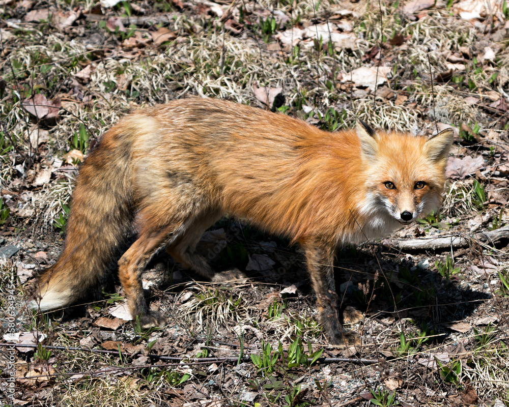 Fototapeta premium Red Fox Photo Stock. Fox Image. Close-up profile side view in the spring season displaying fox tail, fur, in its environment and habitat with a blur foliage background. Picture. Portrait.