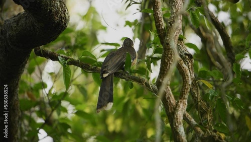 White-throated Brown Hornbill , Anorrhinus austeni male bird finds food to feed the young and the mother bird.(with sound of female) photo