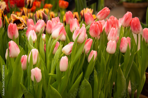 Plantation of colorful tulips flowers in greenhouse. Agribusiness and floriculture industry. Cultivation of pink tulips.  Fresh flowers in the greenhouse at flower exhibition. Close-up view.