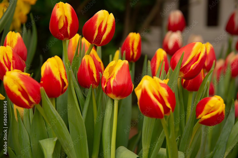 Fiery colored tulips flowers Triumph in greenhouse. Agribusiness and floriculture concept. Cultivation and plantation of bright yellow and red tulips plants.

Fresh flowers in hothouse at exhibition.