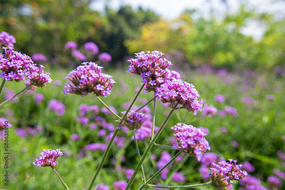 Obraz premium Big Closeup, Purpletop vervain flowers in the morning garden