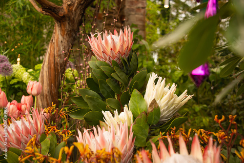 The giant Protea Cynaroides or King Protea of Proteaceae family at flower exhibition in greenhouse. Agribusiness, floriculture and horticulture concept.

Plantation and cultivation of exotic plants.