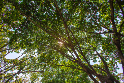 An ant s eye view looking up at the treetops with sunlight shining down on it