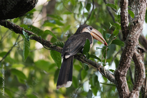 White-throated Brown Hornbill , Anorrhinus austeni male bird finds food to feed the young and the mother bird. photo