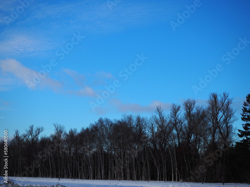 夕暮れ迫る防風林の雪景色 © tawa--mana