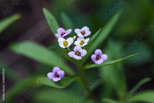 Sweet Allysum flowers on a summer day. Lobularia maritima macro photo photo