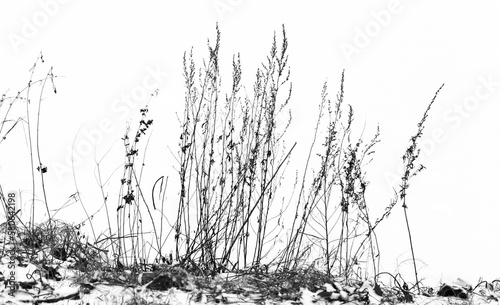 Dry coastal grass on a winter day over white snow, close up