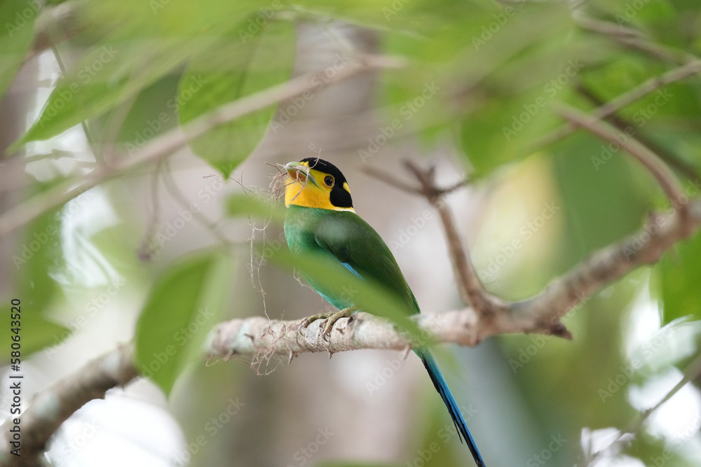 Long-tailed Broadbill. Scientific Name : Psarisomus dalhousiae on a branch vine. Long-tailed Broadbill. Scientific Name : Psarisomus dalhousiae on a branch vine.