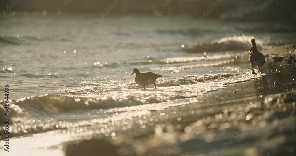 Wild Canadian Geese Silhouette Walking into Beach Waves during Summer Sunset. Waterfowl Bird Goose in Lake Ontario Shore Storm Cinematic Wildlife Sunrise Slow Motion Canada 4K Wild Canadian Geese Silhouette Walking into Beach Waves during Summer Sunset. Waterfowl Bird Goose in Lake Ontario Shore Storm Cinematic Wildlife Sunrise Slow Motion Canada 4K