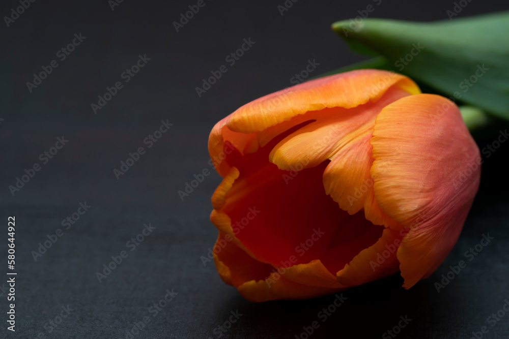 Orange tulip close-up on a black background.
