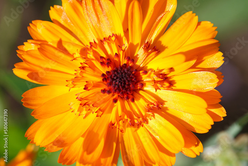 Bright yellow-orange calendula flower on a sunny day.