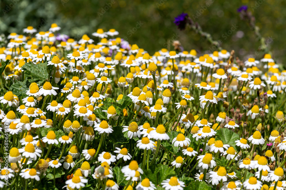 The daisies grow in a meadow close-up