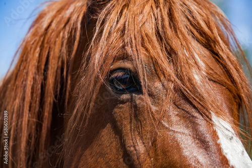 Horse head, mane and eye. Looks in camera, closeup photo