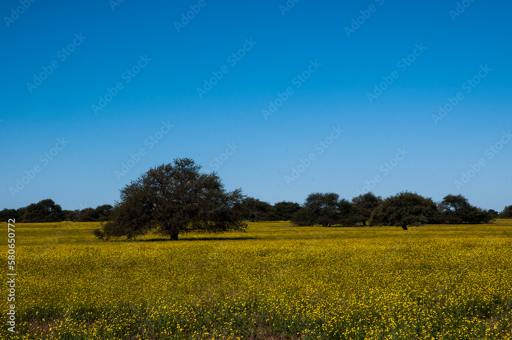 Flowered field in the Pampas Plain, La Pampa Province, Patagonia, Argentina.