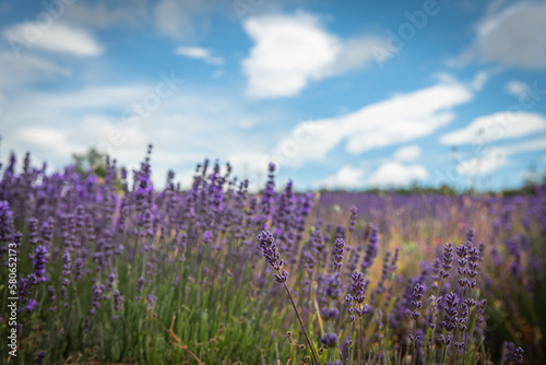 Lavender field in Provence.