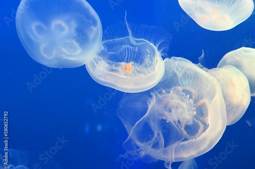 水中を元気に泳ぐミズクラゲ達