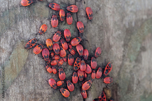 Firebugs, Pyrrhocoris apterus, is a common insect of family Pyrrhocoridae photo