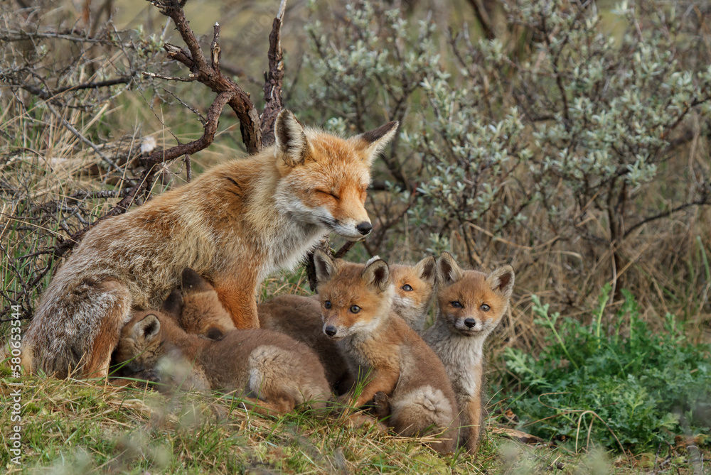 A red fox family sitting in their natural environment with a mother fox and her cups A red fox family sitting in their natural environment with a mother fox and her cups