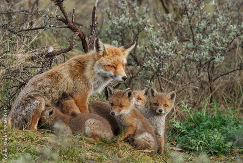 A red fox family sitting in their natural environment with a mother fox and her cups