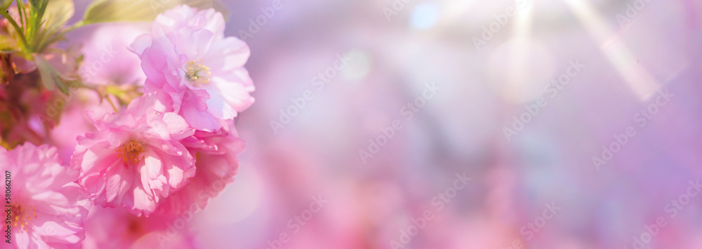 Spring photo of a pink cherry blossom against a serene sunny sky. The blurred background creates a sense of movement and depth, reminiscent of the serene beauty of spring. Spring photo of a pink cherry blossom against a serene sunny sky. The blurred background creates a sense of movement and depth, reminiscent of the serene beauty of spring.