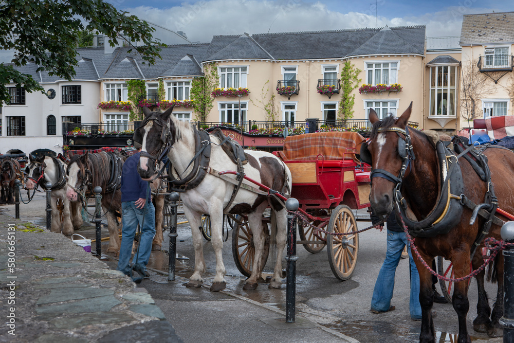 Horses waiting for tourists. Horses for carriage riding. Killarney. Westcoast Ireland. 