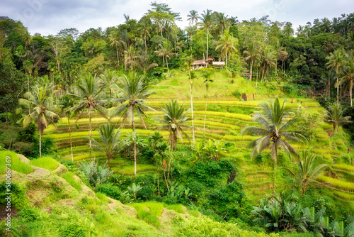 Lush rice fields plantation on Bali island, Indonesia © Maresol