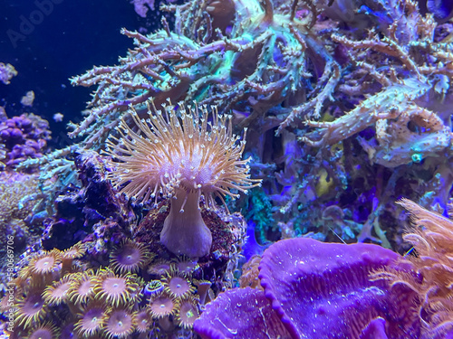 Korallen  Anemonen  Lebewesen in einem Meerwasseraquarioum. 
