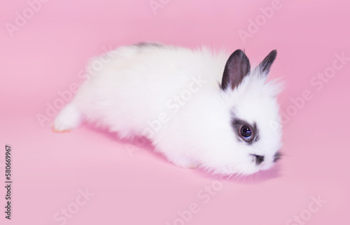 Front view of white cute baby holland lop rabbit standing isolated on pink background. Lovely action of young rabbit. © Vera