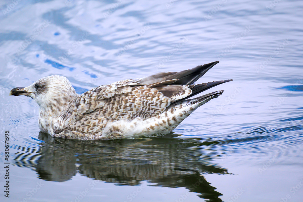 Eine Mantelmöwe im Wasser der Ostsee. Portrait eines Möwenvogels. Eine Mantelmöwe im Wasser der Ostsee. Portrait eines Möwenvogels.
