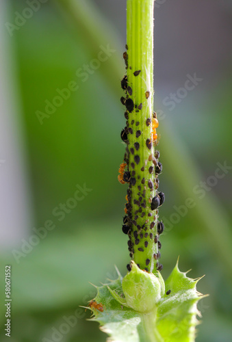 Am Stengel einer Pflanze tummeln sich viele dunkle Blattläuse und Ameisen, welche die Läuse melken. photo