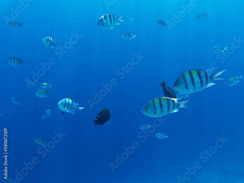 Coral reef with colorful fish in the Red Sea, Sharm El Sheikh, Africa. Underwater photo
