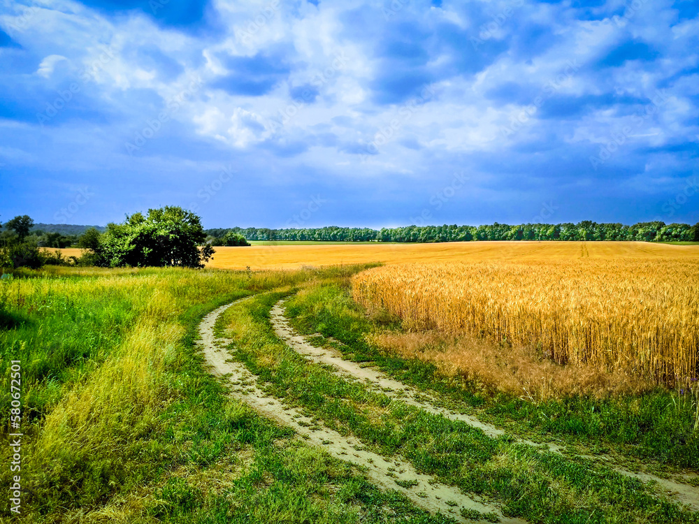 Fototapeta premium landscape with field and blue sky