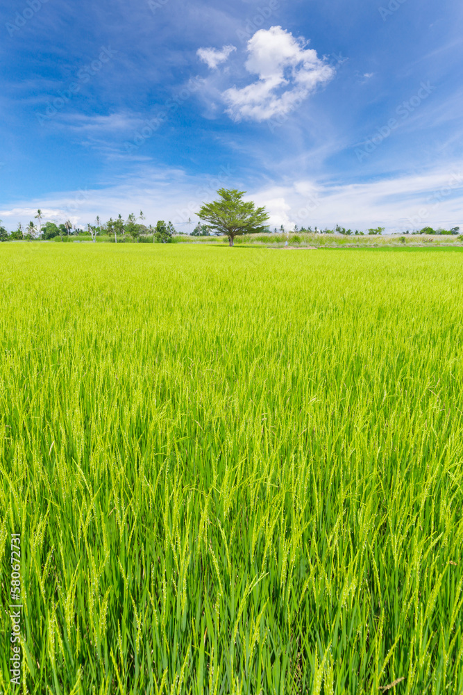 The Green rice paddy field plantation in Asia against a beautiful blue sky.