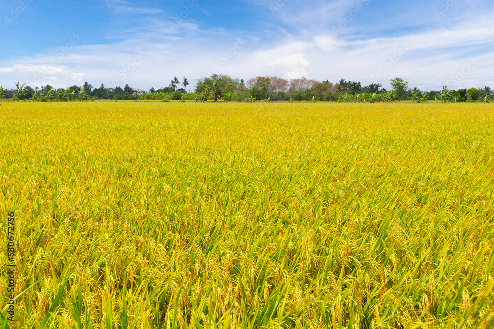 The Ripe rice field plantation in Asia against a beautiful blue sky. The Ripe rice field plantation in Asia against a beautiful blue sky.