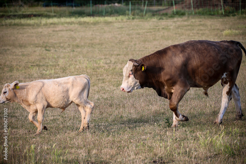 Ein Rind, eine Kuh ein Kalb auf einer Weide, einer Wiese. 