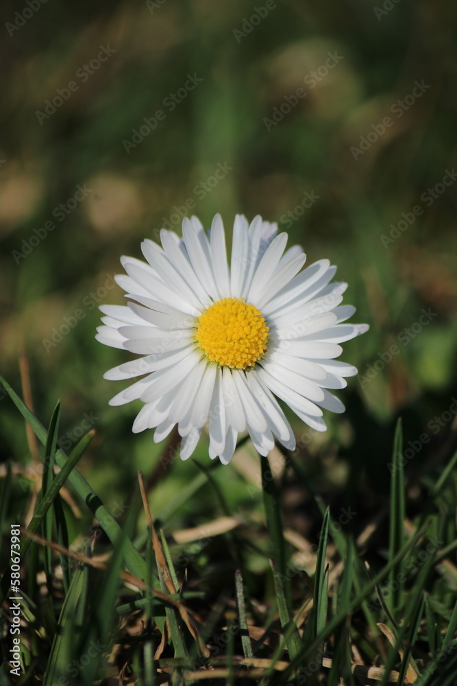 white daisy flower white daisy flower
